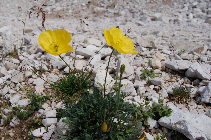 Papaver alpinum  delle Dolomiti